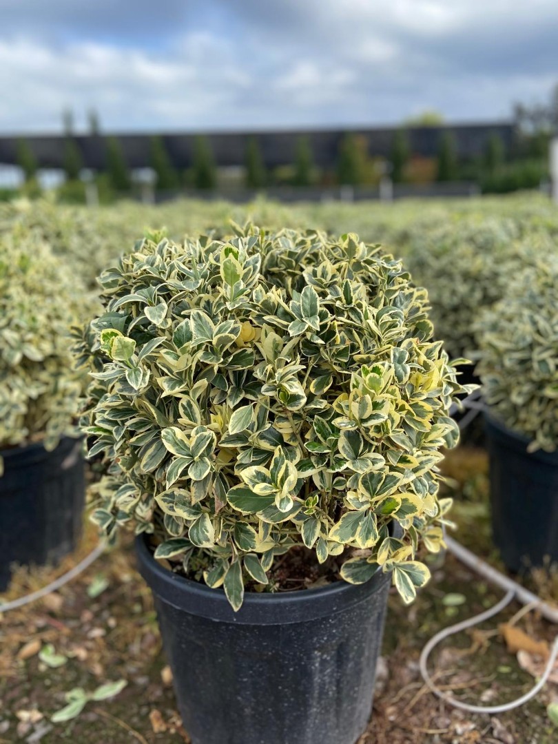 Bravo (Gümüşi) Taflan